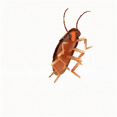 rotating cockroach gif.